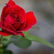 ヒメ日記 2025/02/05 12:15 投稿 蘭（らん） あなたの妻