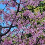 ヒメ日記 2025/04/04 14:51 投稿 蘭（らん） あなたの妻