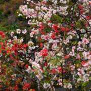 ヒメ日記 2025/04/06 13:58 投稿 蘭（らん） あなたの妻