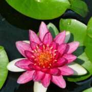 ヒメ日記 2025/04/08 13:37 投稿 蘭（らん） あなたの妻