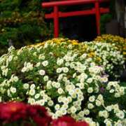 ヒメ日記 2025/04/12 19:29 投稿 蘭（らん） あなたの妻