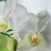 ヒメ日記 2025/05/03 14:41 投稿 蘭（らん） あなたの妻