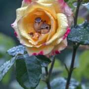 ヒメ日記 2025/05/06 14:03 投稿 蘭（らん） あなたの妻