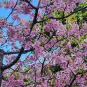 ヒメ日記 2026/04/07 18:02 投稿 蘭（らん） あなたの妻