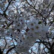 ヒメ日記 2025/04/14 12:01 投稿 アユミ ラブコレクション