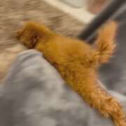 ヒメ日記 2025/06/06 06:01 投稿 アユミ ラブコレクション