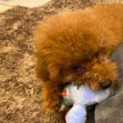 ヒメ日記 2025/06/21 13:31 投稿 アユミ ラブコレクション