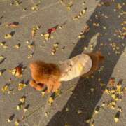 ヒメ日記 2025/11/17 15:16 投稿 アユミ ラブコレクション