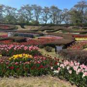 ヒメ日記 2026/04/30 13:46 投稿 アユミ ラブコレクション