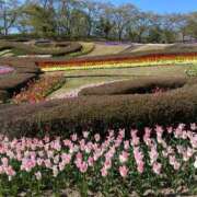 ヒメ日記 2026/05/15 10:46 投稿 アユミ ラブコレクション