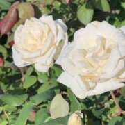 ヒメ日記 2025/02/21 08:07 投稿 こまち 奥鉄オクテツ兵庫