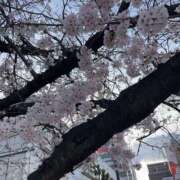 ヒメ日記 2025/03/31 08:16 投稿 こまち 奥鉄オクテツ兵庫