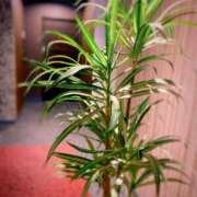 ヒメ日記 2025/03/23 12:21 投稿 みゆう◆上品清楚な美形☆ エピソード倉敷