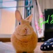 ヒメ日記 2025/04/16 06:13 投稿 みゆう◆上品清楚な美形☆ エピソード倉敷