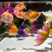 ヒメ日記 2025/05/27 23:02 投稿 新川 ちえ 京都ホットポイント