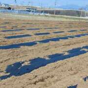 ヒメ日記 2025/04/19 09:46 投稿 浅田 熟女の風俗最終章 新横浜店