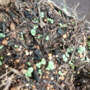 ヒメ日記 2025/06/04 09:44 投稿 浅田 熟女の風俗最終章 新横浜店