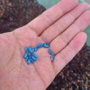 ヒメ日記 2025/06/12 11:30 投稿 浅田 熟女の風俗最終章 新横浜店