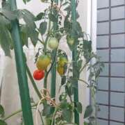 ヒメ日記 2025/07/16 19:16 投稿 浅田 熟女の風俗最終章 新横浜店