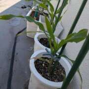 ヒメ日記 2025/09/17 12:56 投稿 浅田 熟女の風俗最終章 新横浜店