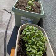 ヒメ日記 2025/09/24 14:46 投稿 浅田 熟女の風俗最終章 新横浜店