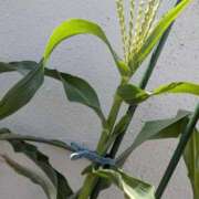 ヒメ日記 2025/10/08 10:20 投稿 浅田 熟女の風俗最終章 新横浜店