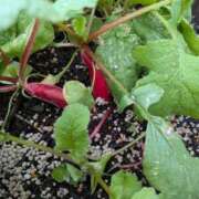 ヒメ日記 2025/10/23 10:36 投稿 浅田 熟女の風俗最終章 新横浜店