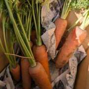 浅田 人参第二弾！！ 熟女の風俗最終章 新横浜店