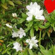 こう こう（clubさくら日本橋店） club さくら日本橋店