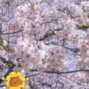 ヒメ日記 2026/03/29 22:25 投稿 つばき 美人専門店 潤
