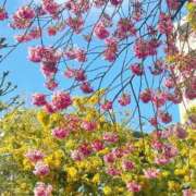 ヒメ日記 2026/03/13 12:02 投稿 ゆめ MIKADO