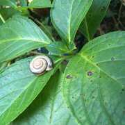 ヒメ日記 2025/06/16 14:47 投稿 さくら 越谷マッサージ＋