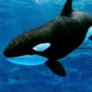 ヒメ日記 2025/01/09 23:01 投稿 かすみ One More 奥様　錦糸町店