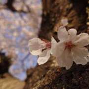 ヒメ日記 2025/05/06 11:05 投稿 橋本（はしもと） 熟女の風俗最終章 大宮店