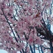 ヒメ日記 2025/04/30 19:12 投稿 村上　らん ソープランド蜜 人妻・美熟女専門店