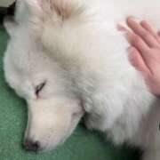 ヒメ日記 2025/04/03 12:03 投稿 めぐ ゴールドフィンガー