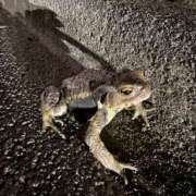 ヒメ日記 2026/02/24 10:25 投稿 めぐ ゴールドフィンガー