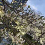 ヒメ日記 2026/03/29 11:00 投稿 めぐ ゴールドフィンガー