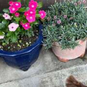 ヒメ日記 2025/06/21 12:38 投稿 Ichika Amane ELEGANT－エレガント－