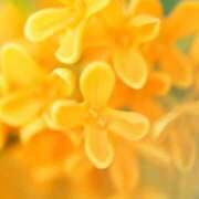 ヒメ日記 2025/11/01 08:37 投稿 Ichika Amane ELEGANT－エレガント－