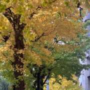 ヒメ日記 2025/11/25 17:42 投稿 Ichika Amane ELEGANT－エレガント－