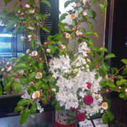 ヒメ日記 2025/05/27 08:50 投稿 さなえ 奥鉄オクテツ兵庫