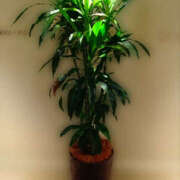 ヒメ日記 2025/12/28 17:18 投稿 さなえ 奥鉄オクテツ兵庫