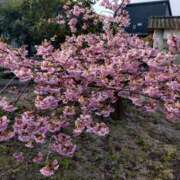 ヒメ日記 2026/03/07 17:23 投稿 さなえ 奥鉄オクテツ兵庫