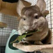 ヒメ日記 2025/01/04 08:29 投稿 りつ sweet kiss