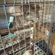 ヒメ日記 2025/02/21 11:39 投稿 りつ sweet kiss