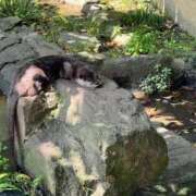 ヒメ日記 2025/04/04 09:39 投稿 りつ sweet kiss