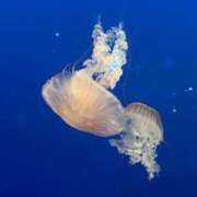 ヒメ日記 2025/04/26 09:39 投稿 りつ sweet kiss