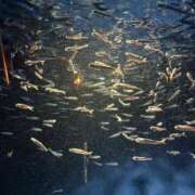 ヒメ日記 2025/04/27 19:29 投稿 りつ sweet kiss