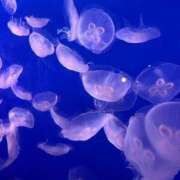 ヒメ日記 2025/04/29 21:19 投稿 りつ sweet kiss